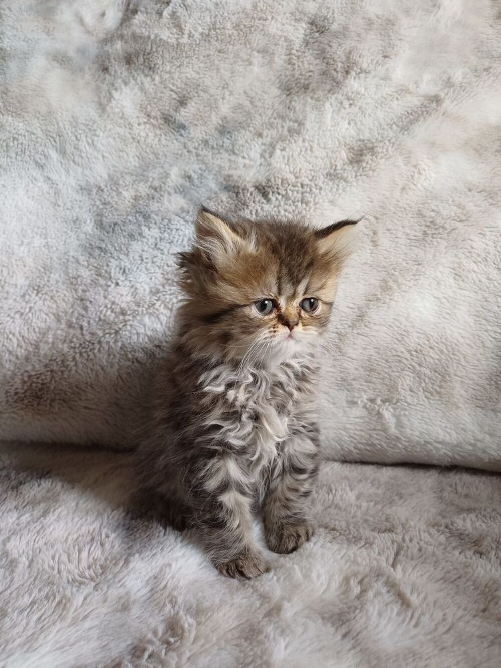   Persan non loof 