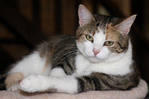 ANOUKI FEMELLE TIGRE BLANC 1 AN /2 195 92260 Fontenay-aux-roses