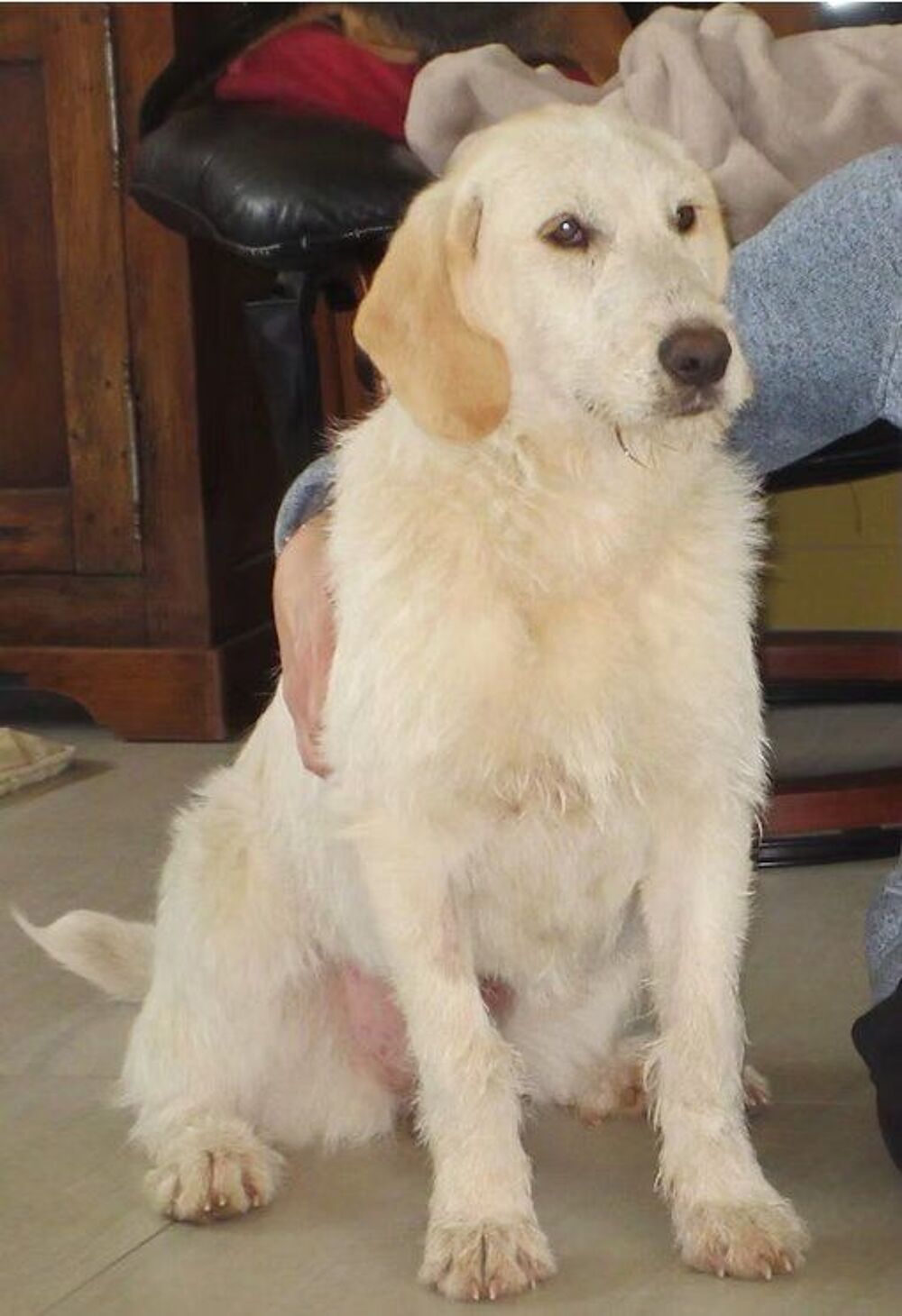   Bella est à l'adoption! 