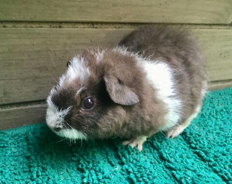 Bébés cochons d'Inde US Teddy 35 31390 Carbonne