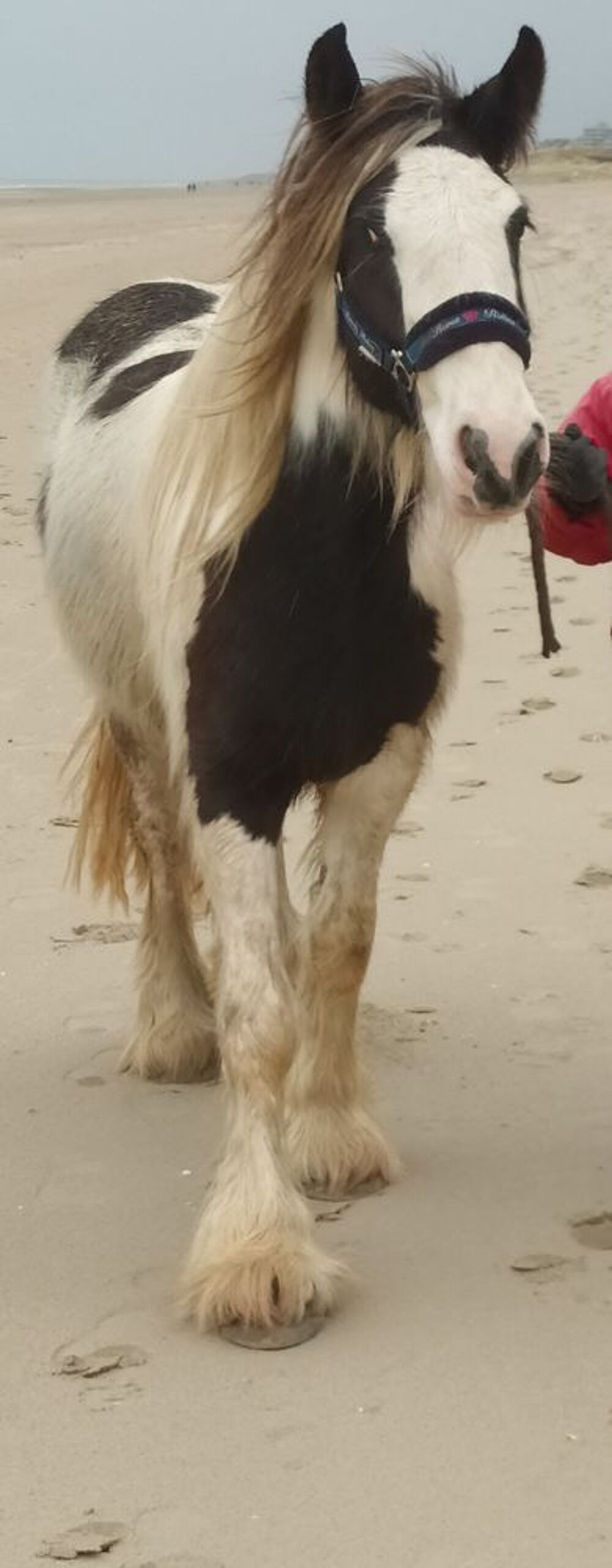   Pouliche irish cob plein papier de 2 ans  