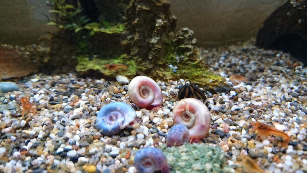   Escargot planorbe aquarium 