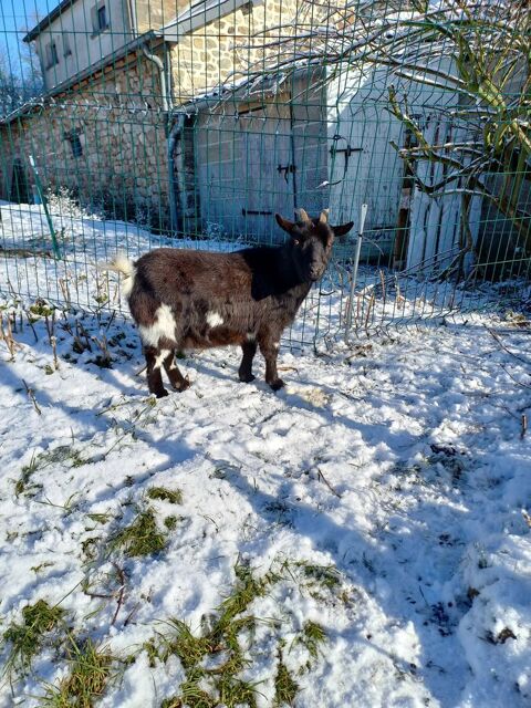 Ch&egrave;vre toy 230 35210 Ch�tillon-en-vendelais