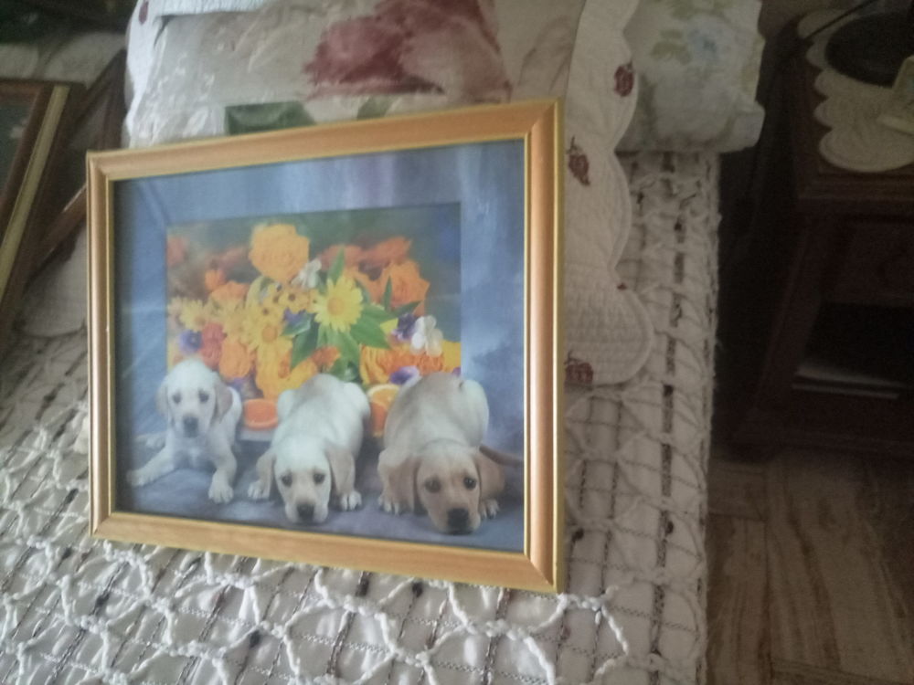 CADRE PHOTO TROIS PETITS CHIENS LABRADOR 33 X 27 cm Décoration