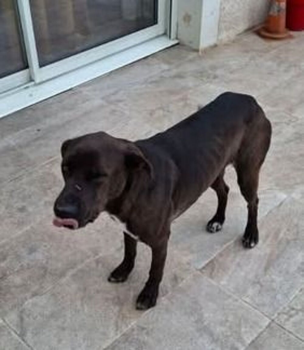   Chien BOUNTY à l adoption 