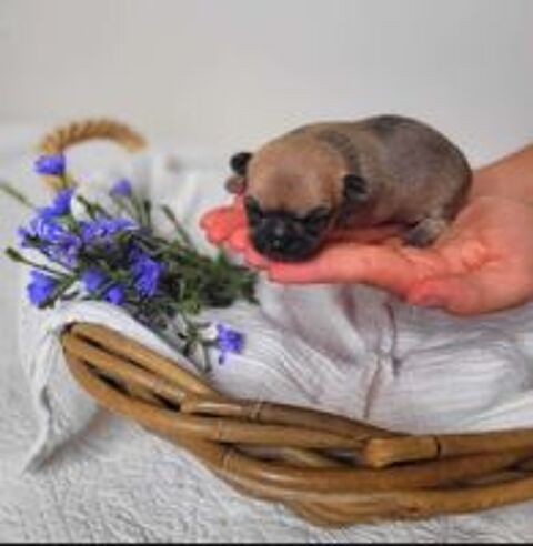   CHIHUAHUA 