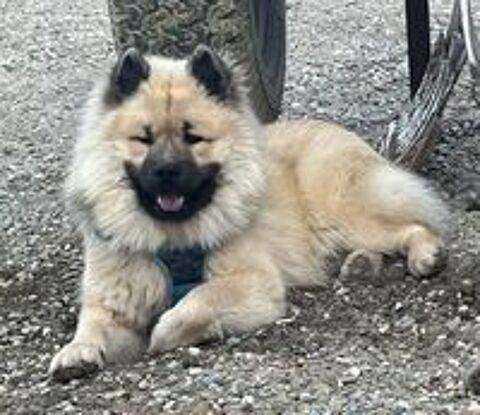   Magnifiques chiots Eurasier LOF 
