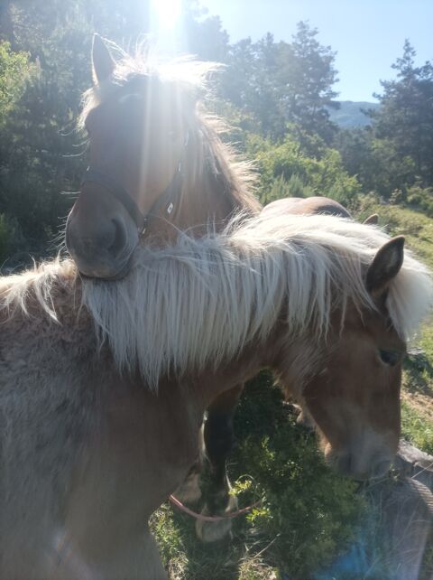 Poulain comtois 12 mois 700 05140 La faurie