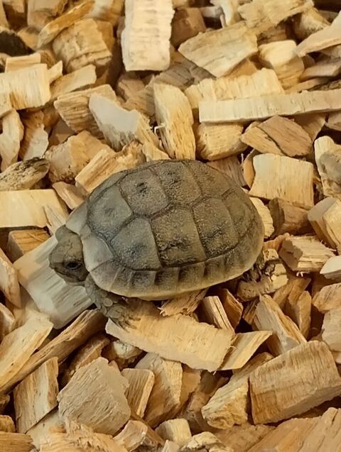 Tortues grecque juv&eacute;niles 90 71290 Préty