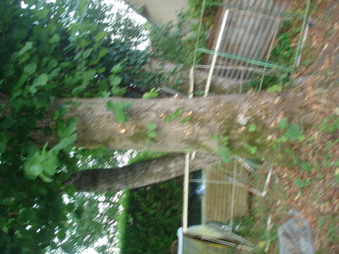 arbres sur pied 0 Berlaimont (59)