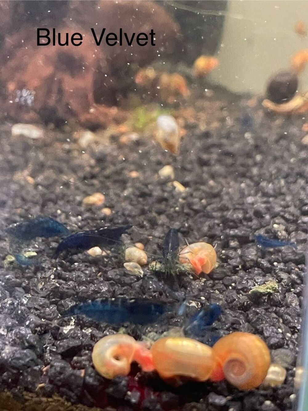 neocaridina par lot de 10 Décoration