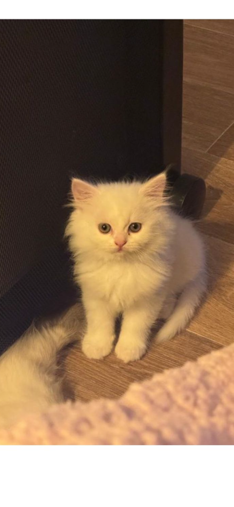 Adorables chatons persan / europ&eacute;en  500 78711 Mantes-la-ville