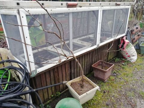 figuier 2 fois dans l ann&eacute;e 1 m&egrave;tre de haut en pot 15 57310 Gu�nange