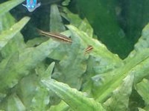   Poissons barbus cerise 