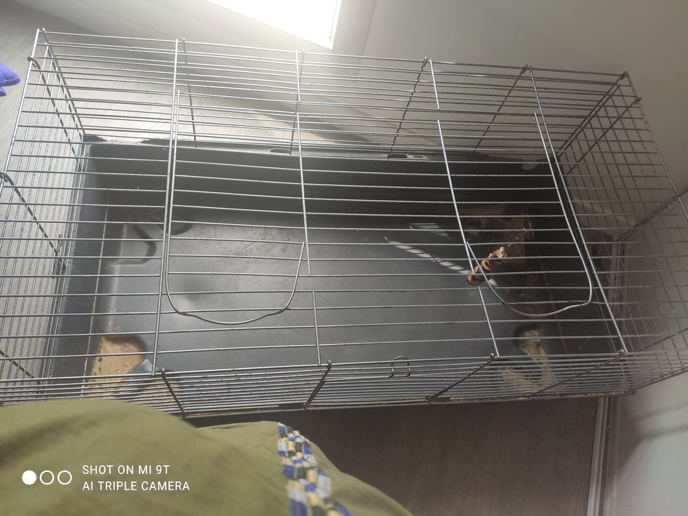   Cage pour lapin  