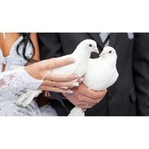   colombe Pigeon Hubbel pour mariage etc 