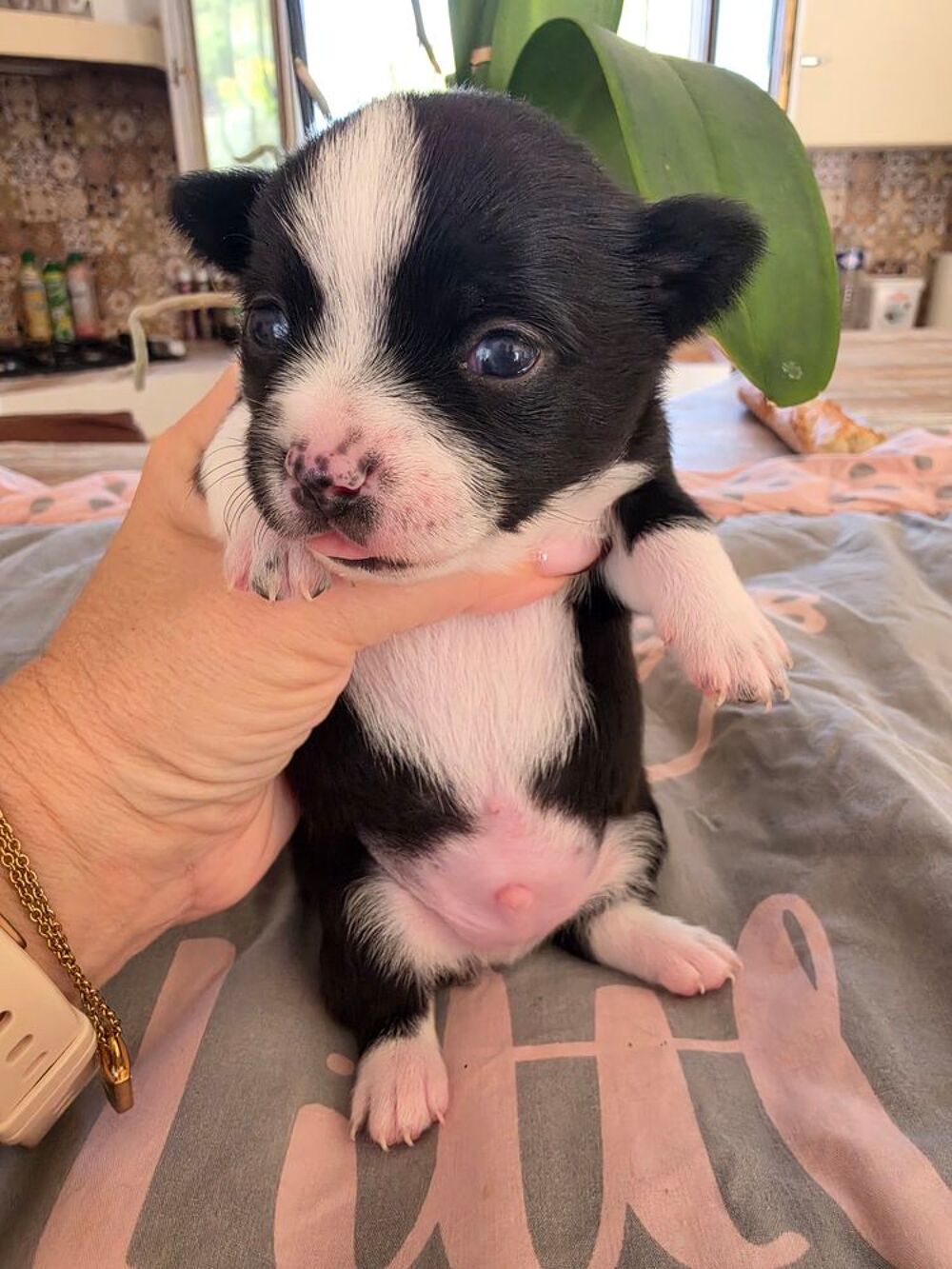   Pomchi 