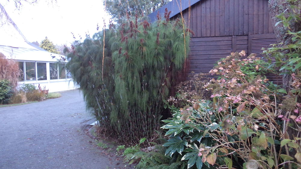 Gramin&eacute;e exotique , non tra&ccedil;ante Jardin