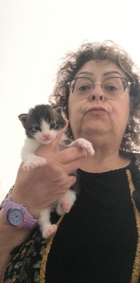 Maine coon male polydactyle 800 33390 Anglade