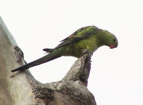 cherche perruche m&eacute;lanure femelle 0 59330 Saint-remy-du-nord