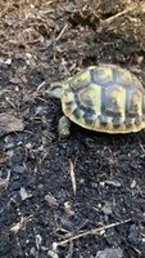   Tortue de terre - 1 an bébé  