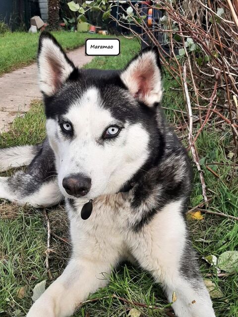 MARAMAO husky né le 07/10/2023 250 85500 Les herbiers