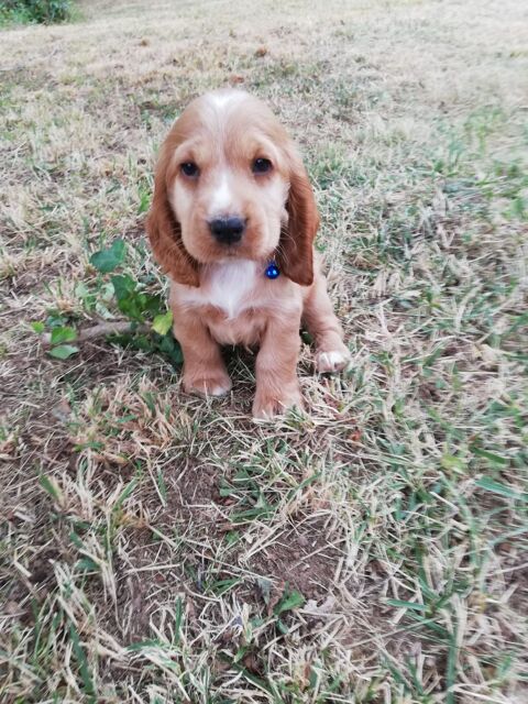 Chiot cockers anglais  800 46000 Cahors