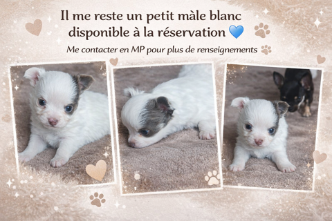 Chiots chihuahuas poils longs non loof
700 11110 Salles-d'aude