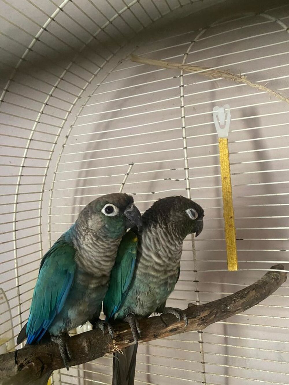   Couple conure non sexé  