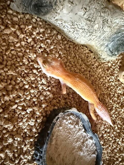 gecko léopard 50 59122 Hondschoote