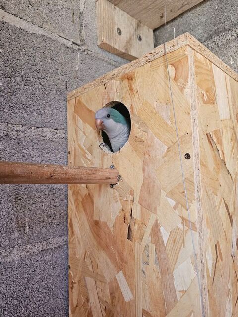 Couple conures souris 260 66740 Villelongue-dels-monts