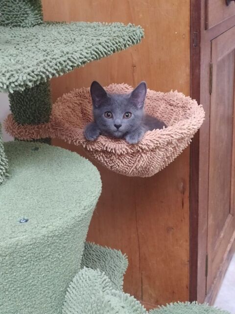 Magnifique chaton chartreux loof 0 59000 Lille