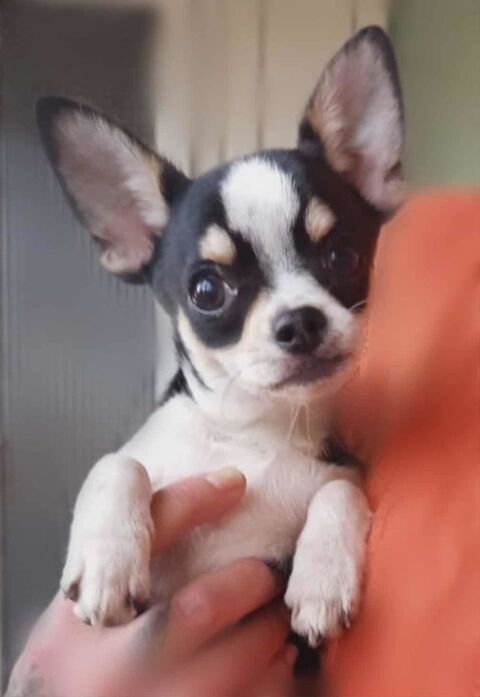 Superbes chiots chihuahua m&acirc;les et femelles poils courts 900 89160 Ancy-le-franc