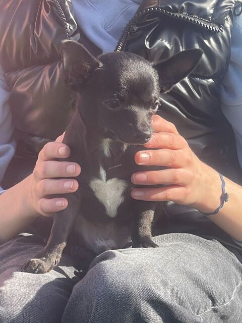 Chiot chihuahua dispo 200 66320 Vin�a