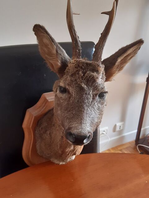 T�te de chevreuil 50 Carhaix-Plouguer (29)