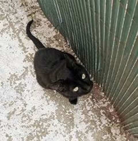   LINO CHAT NOIR 2 ANS 1/2 