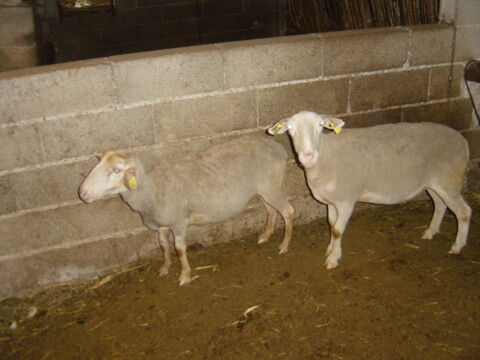 Brebis et agnelles 80 30000 Nmes