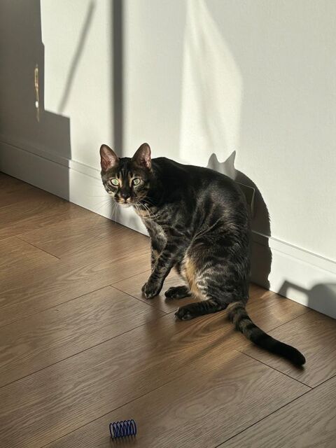 Chat bengal  500 94300 Vincennes