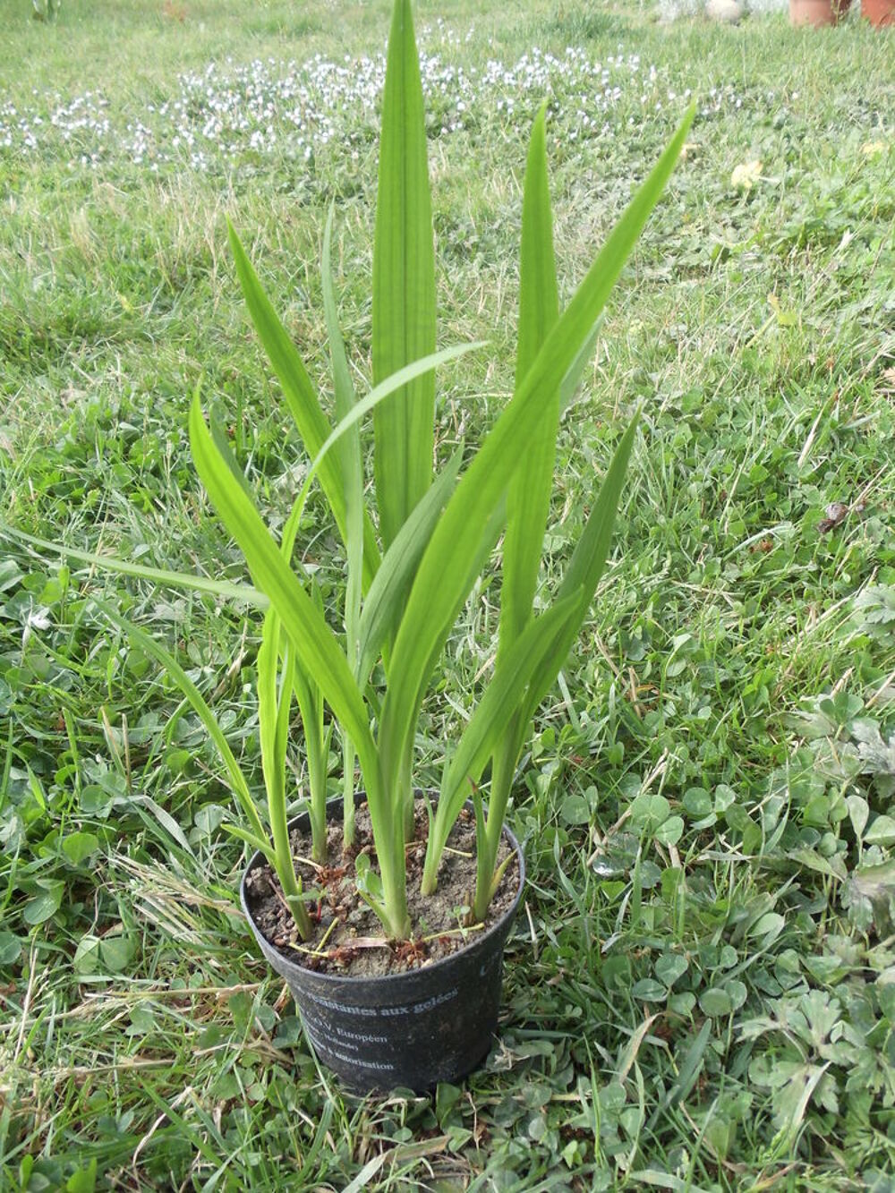 Montbretia orange
Jardin