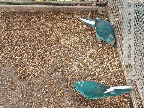 Perruche kakariki B24 et B25 40 53200 Ch�teau-gontier