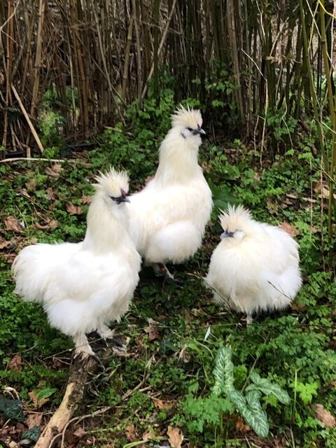 Coq nègre soie 30 85150 Saint-julien-des-landes