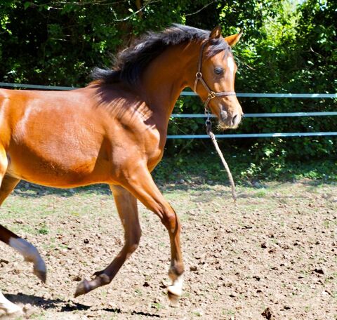 superbe poulain pur sang arabe 4000 44350 Guérande