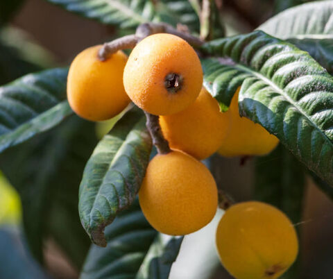 N�flier du japon 2 Castelnaudary (11)