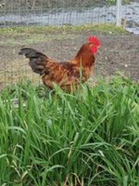   Coq 