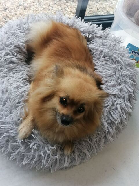 spitz femelle  adulte 280 17400 Saint-denis-du-pin