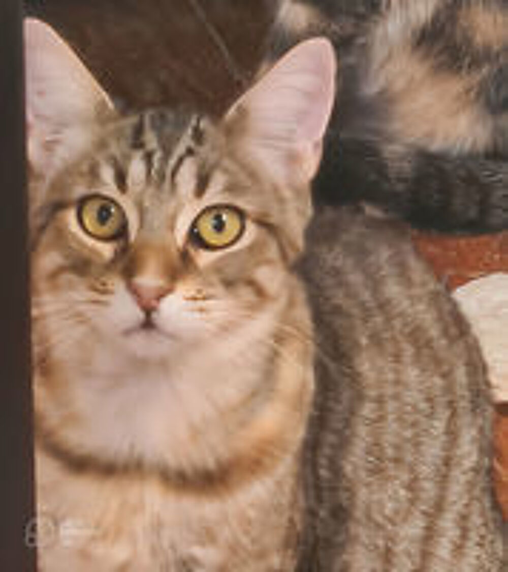   YUKA CHAT TIGRE 1 AN 