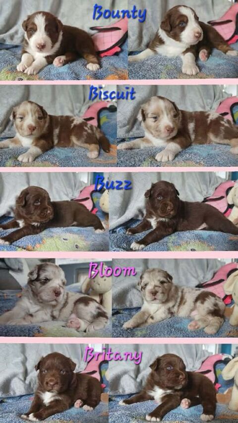 Chiots Berger Australien LOF 1000 03130 Le donjon