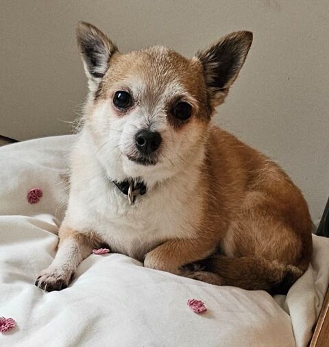 Rox (et Nala) sont &agrave; l'adoption 0 34000 Montpellier