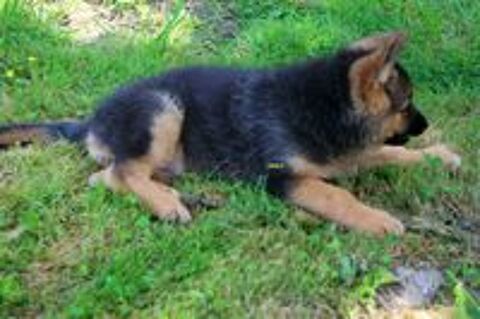   chiots berger allemand lof. 