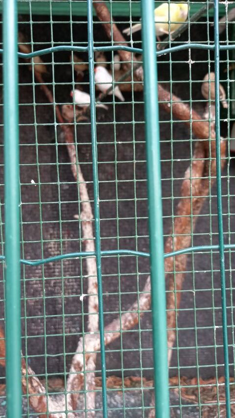 Mandarin diamant et Blanc 5 59150 Wattrelos